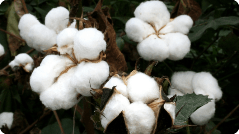 Organic Cotton Plant in Bloom