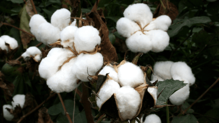 The Environmental Impact of Cotton: Conventional vs Organic