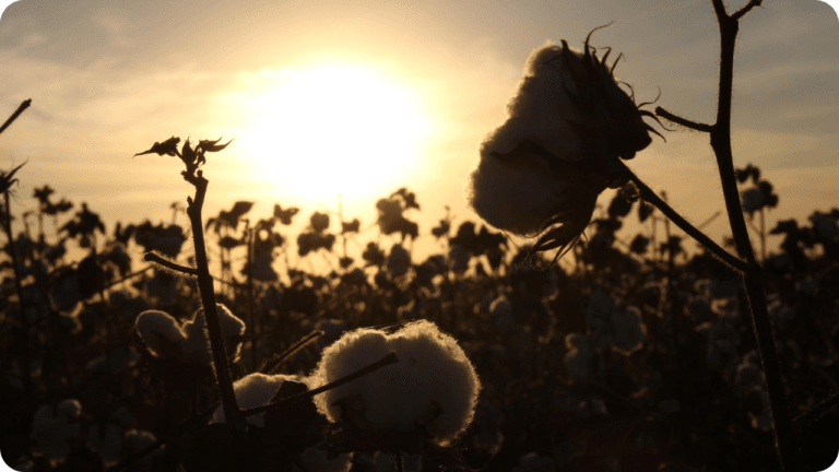 Organically grown cotton in the sun